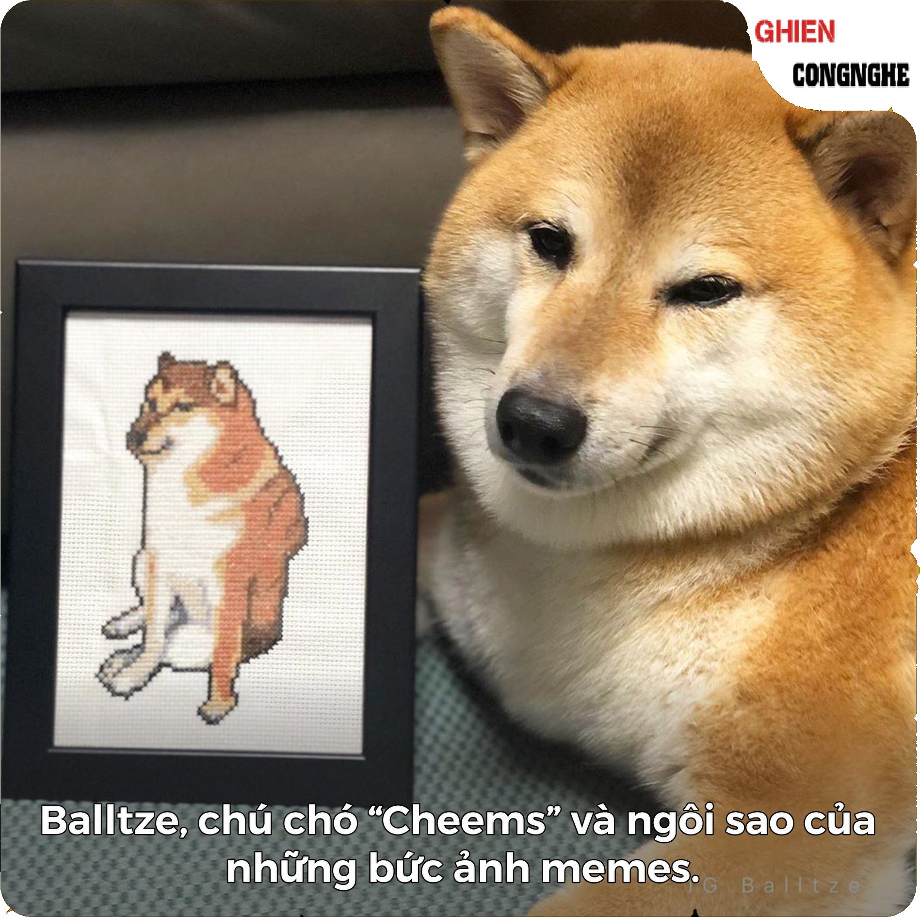 Cheems là gì? Memester 2021 phải biết Cheems là gì nha.